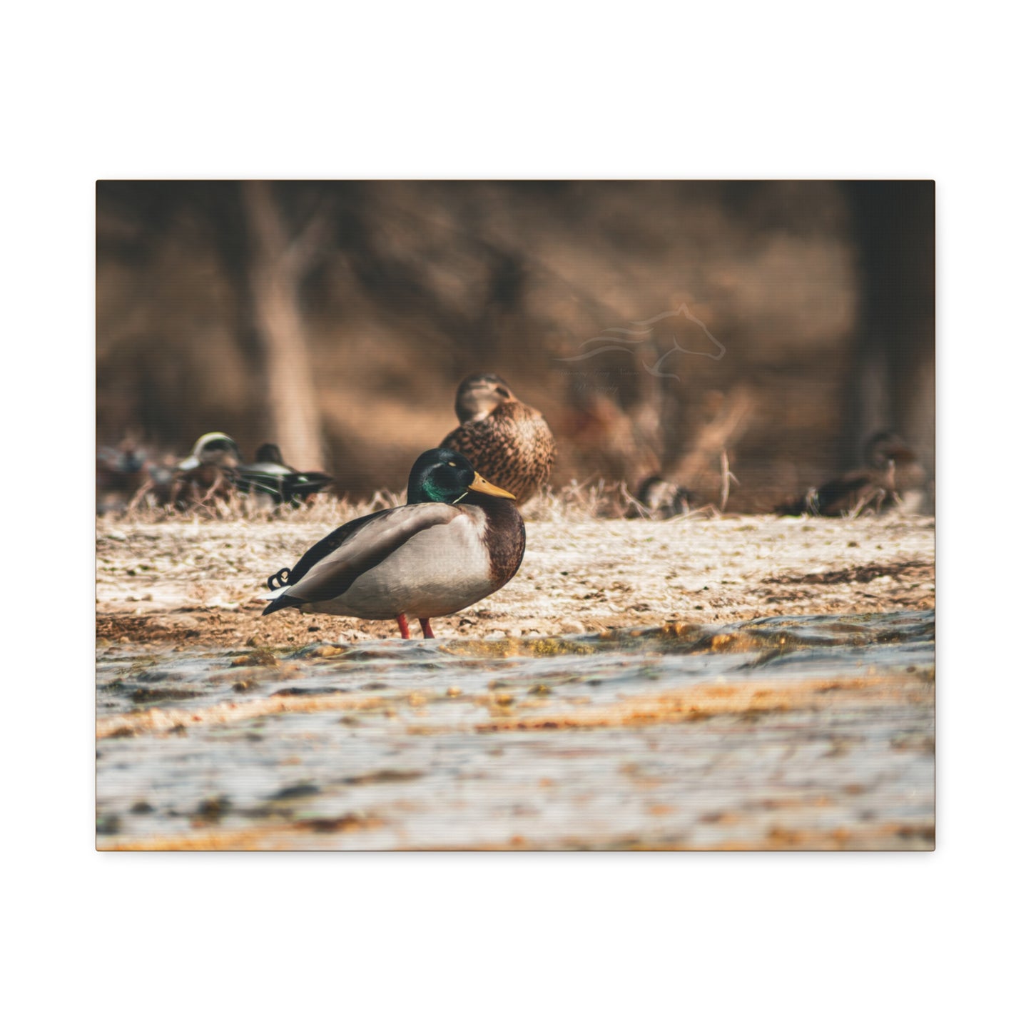 Nature-Inspired Duck Canvas