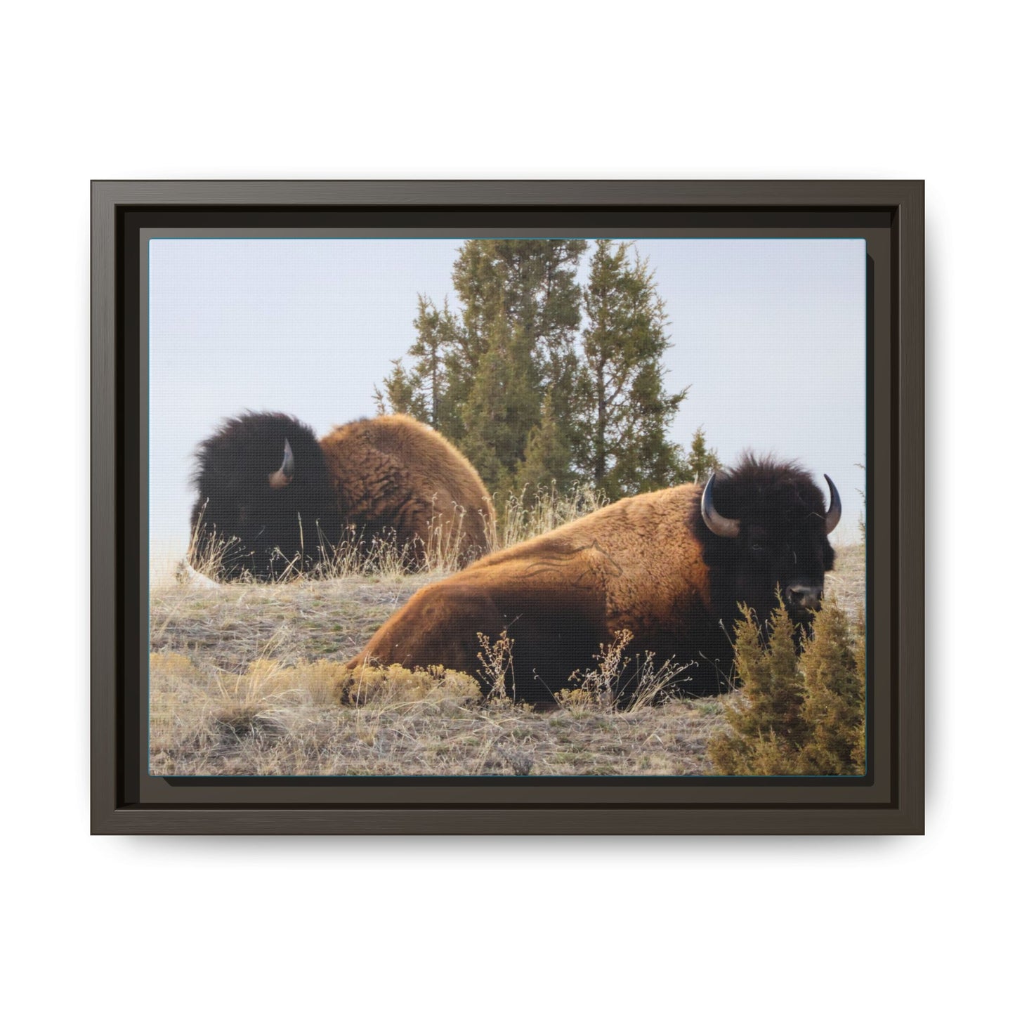 Two Bull Buffalo Framed Canvas