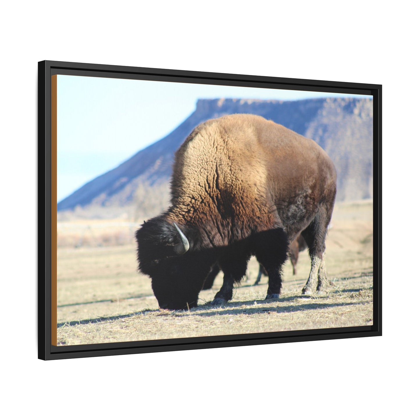 Big Daddy Buffalo Framed Canvas