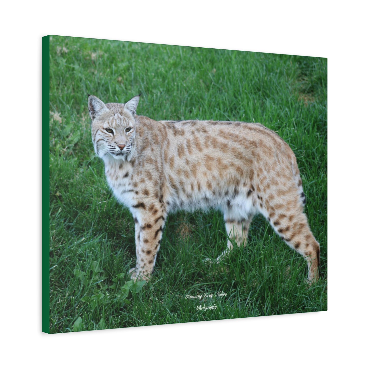 Bobcat Matte Canvas, Stretched, 1.25"