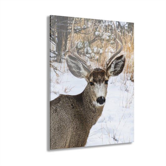 Deer Antlers in February Acrylic