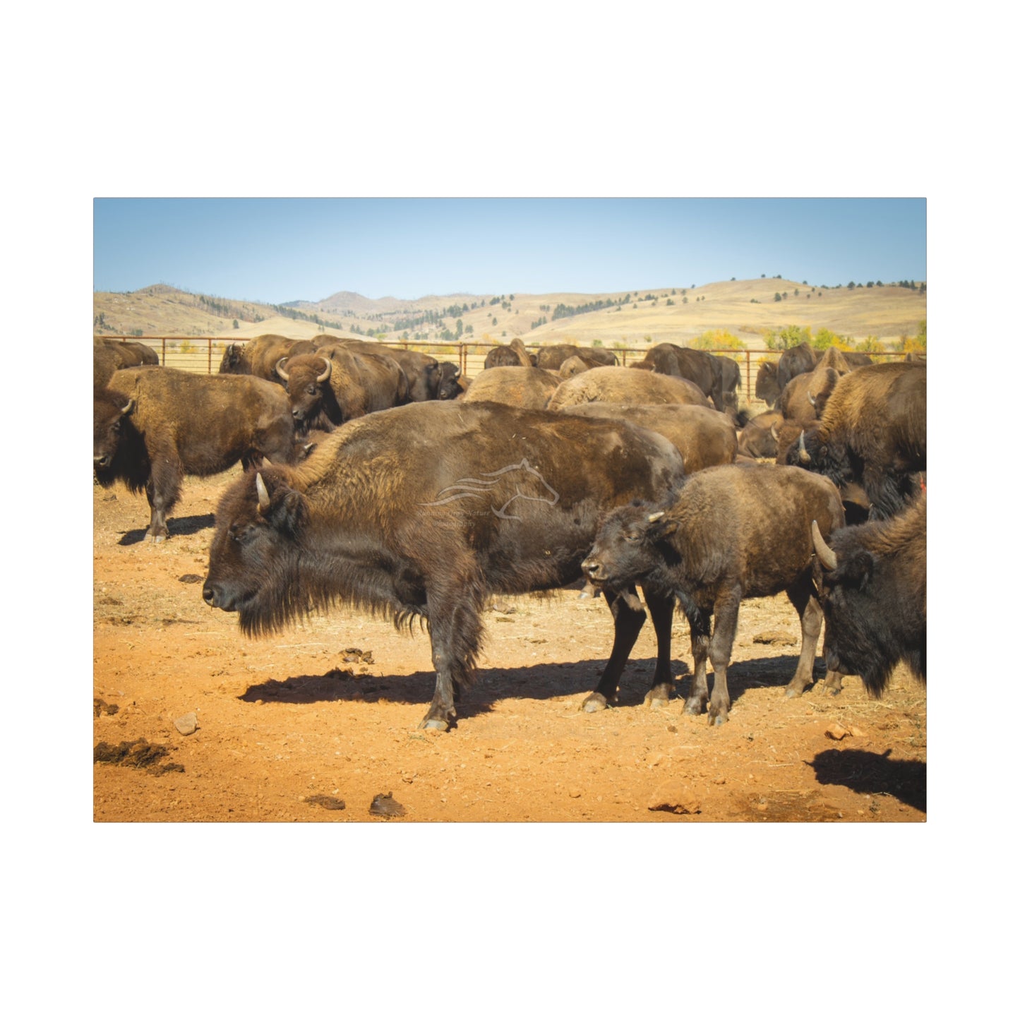 Momma and Baby Buffalo Canvas