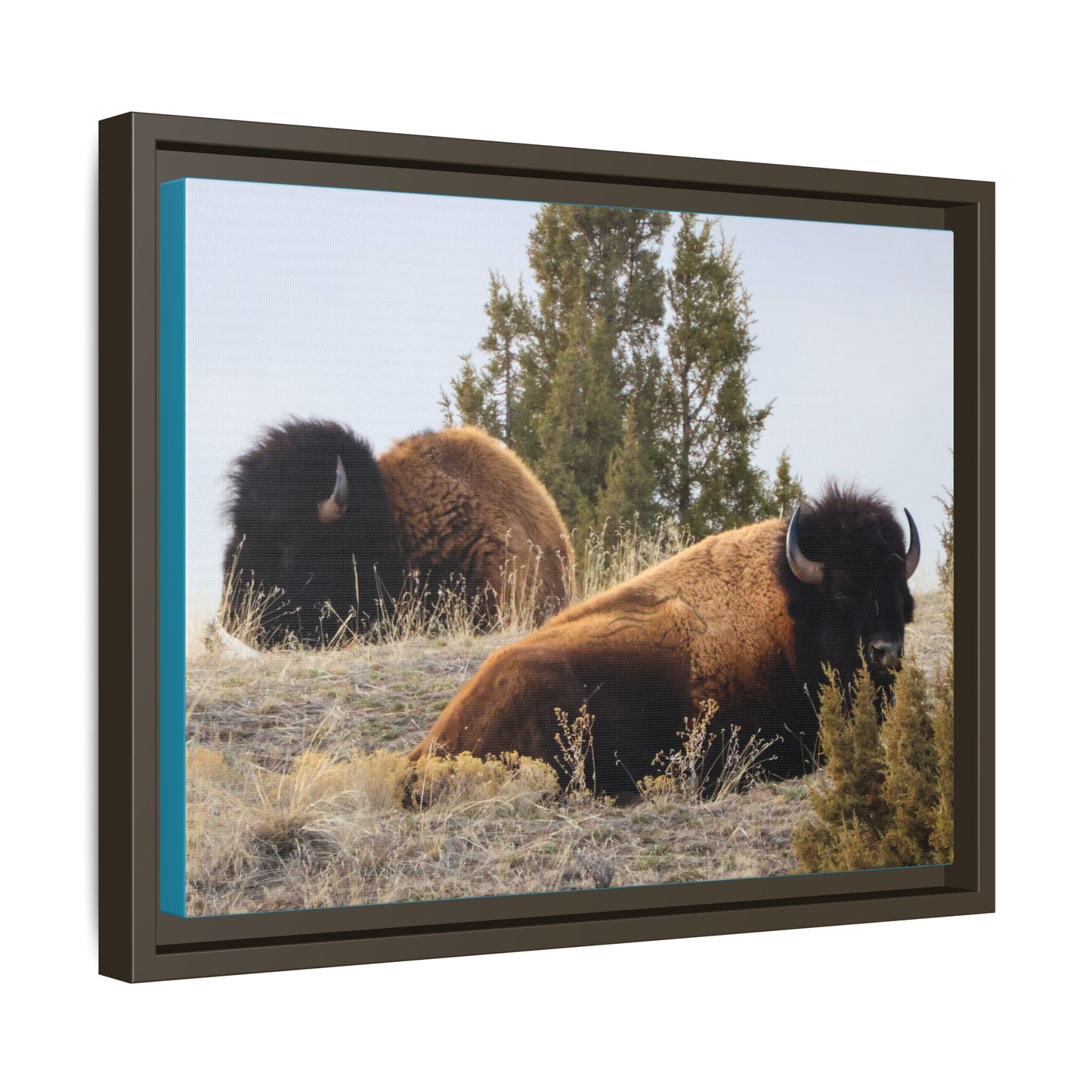 Two Bull Buffalo Framed Canvas