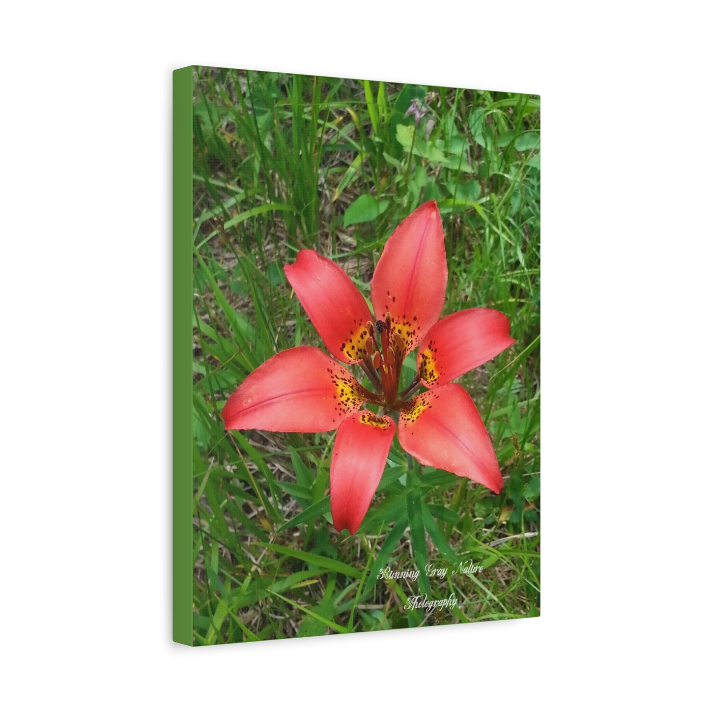 Red Tiger Lily Matte Canvas, Stretched, 1.25"