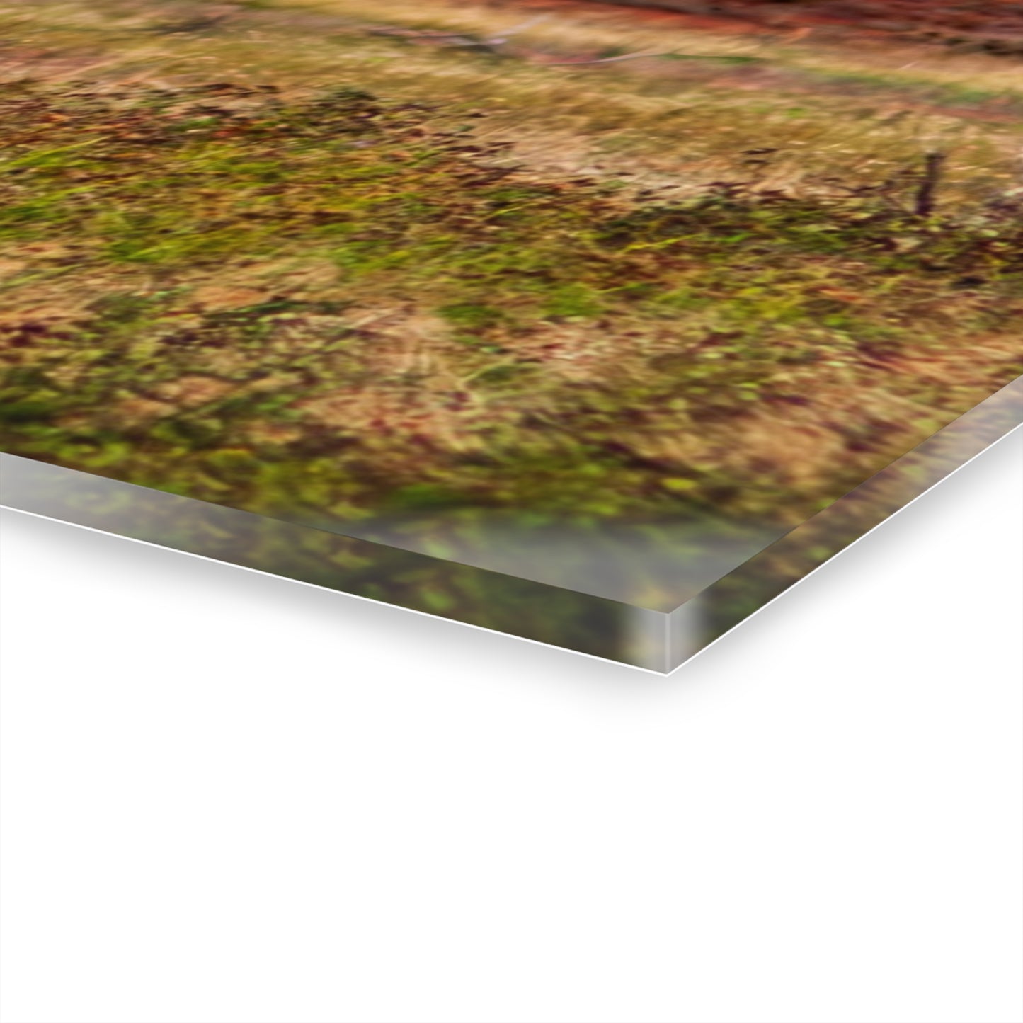 Painted Horse Acrylic