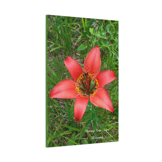 Red Tiger Lily Matte Canvas, Stretched, 1.25"