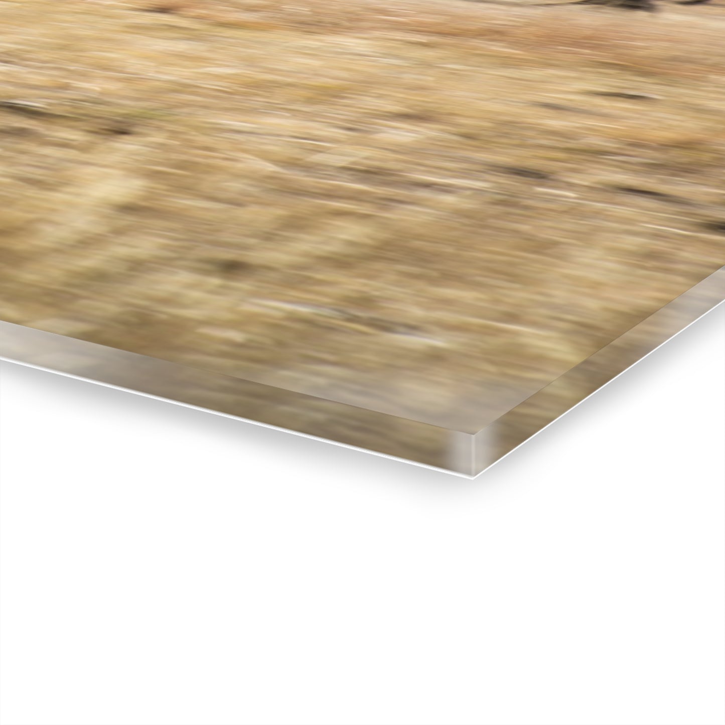 Beginning Buffalo Herd Acrylic