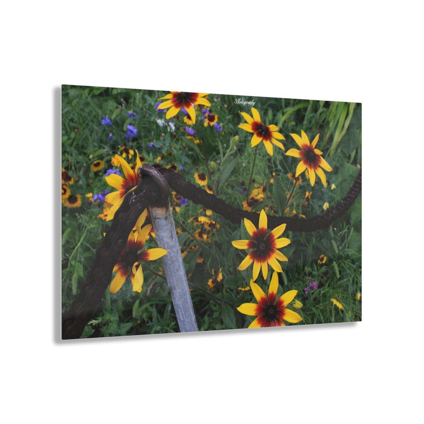 Red and Yellow Sunflowers Acrylic Prints