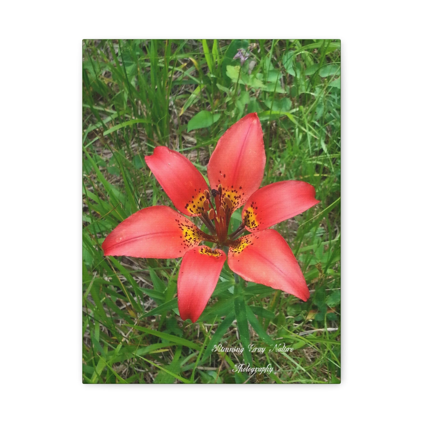 Red Tiger Lily Matte Canvas, Stretched, 1.25"