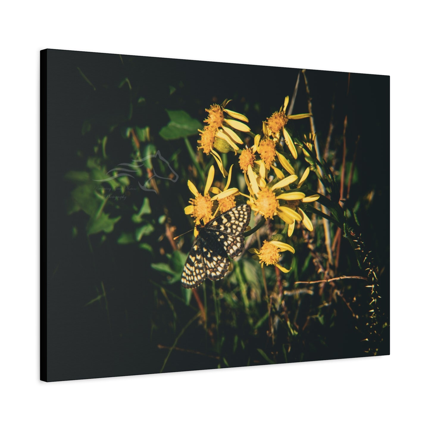 Checkerspot Butterfly Canvas