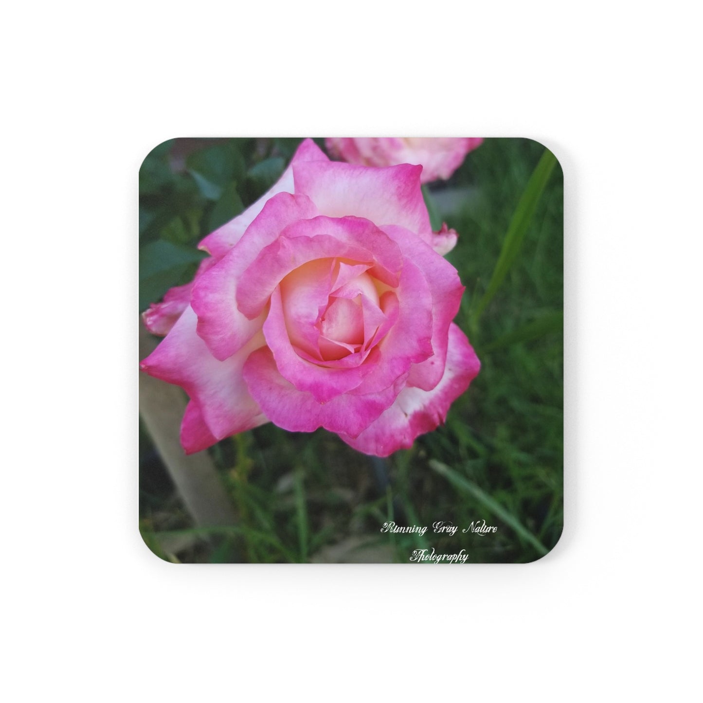 Pink Roses Coaster