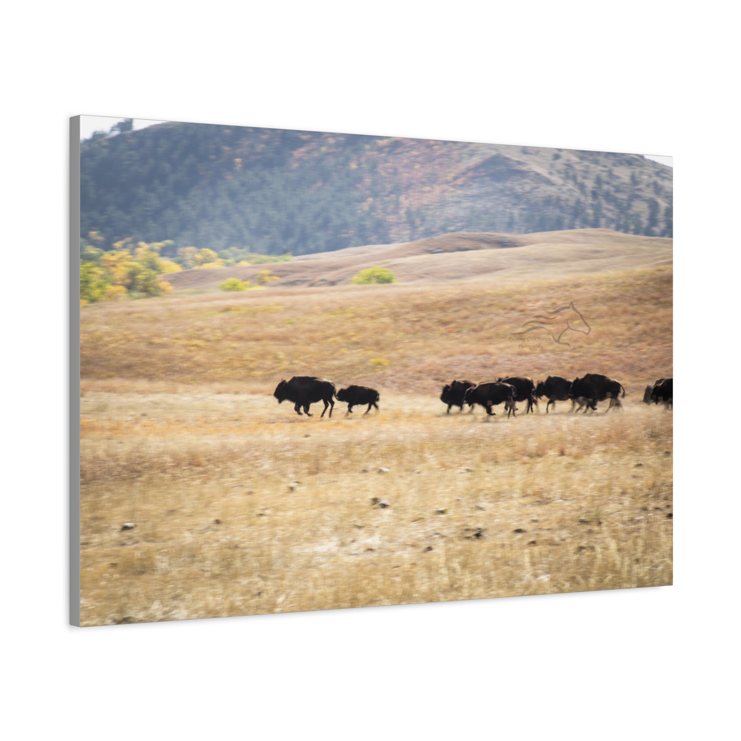 Beginning Buffalo Herd Canvas