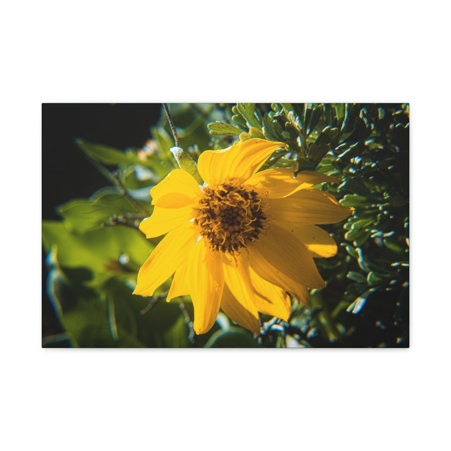 Arrowleaf Balsamroot Canvas