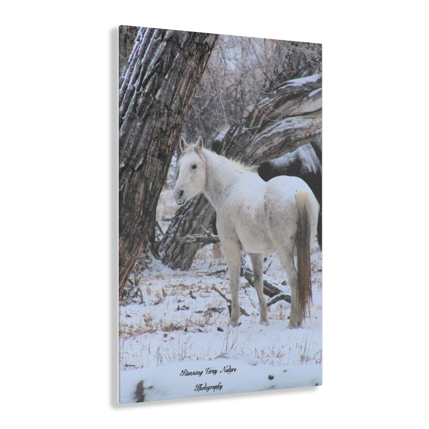 Winter White Horse Acrylic Prints