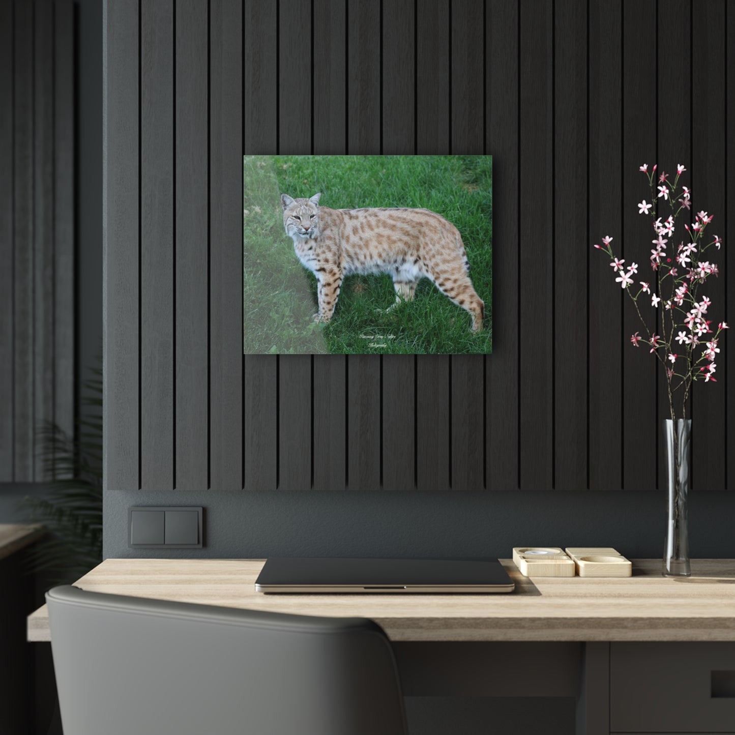 Bobcat Acrylic Prints