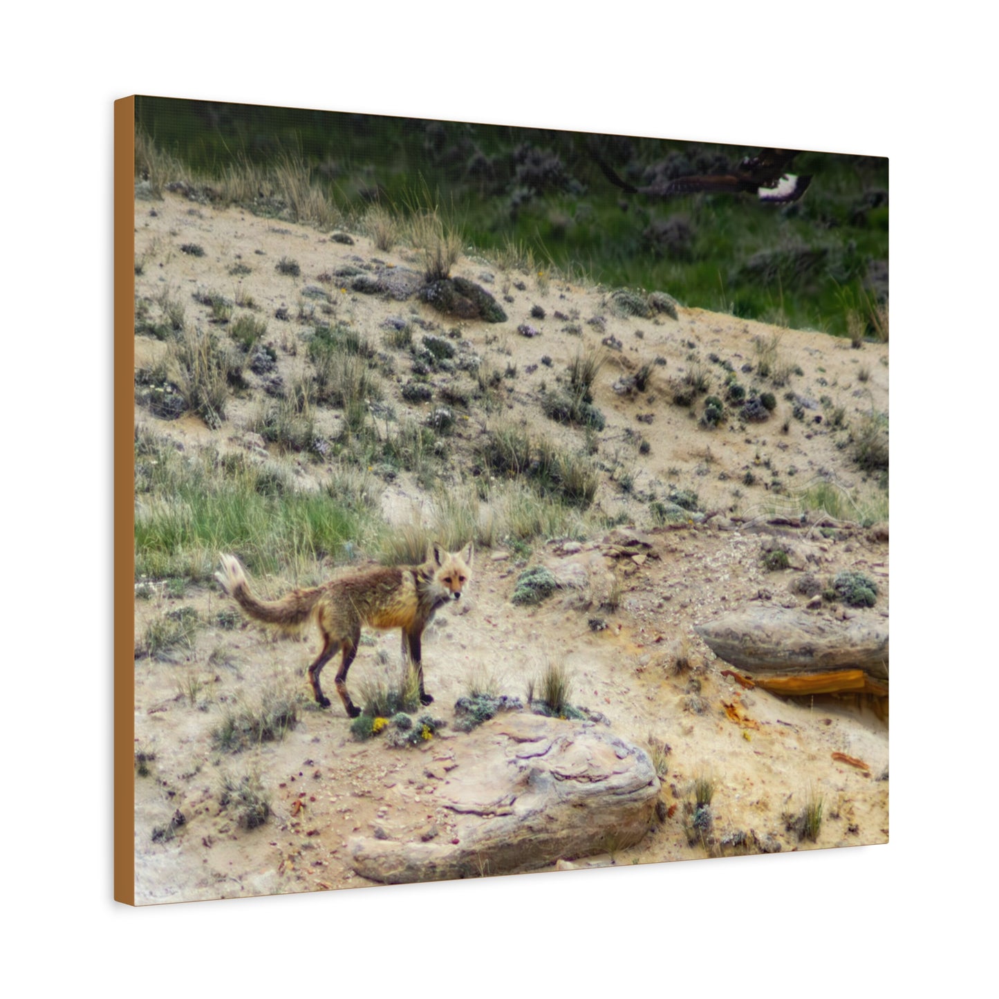 Swift fox and an Eagle