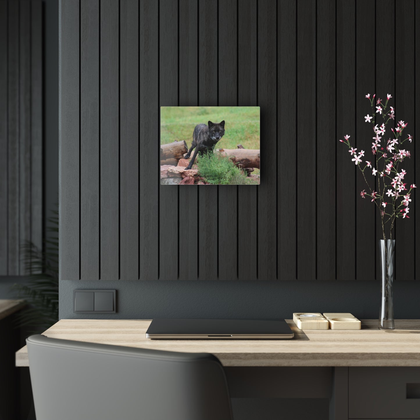 Black Wolf Acrylic Prints