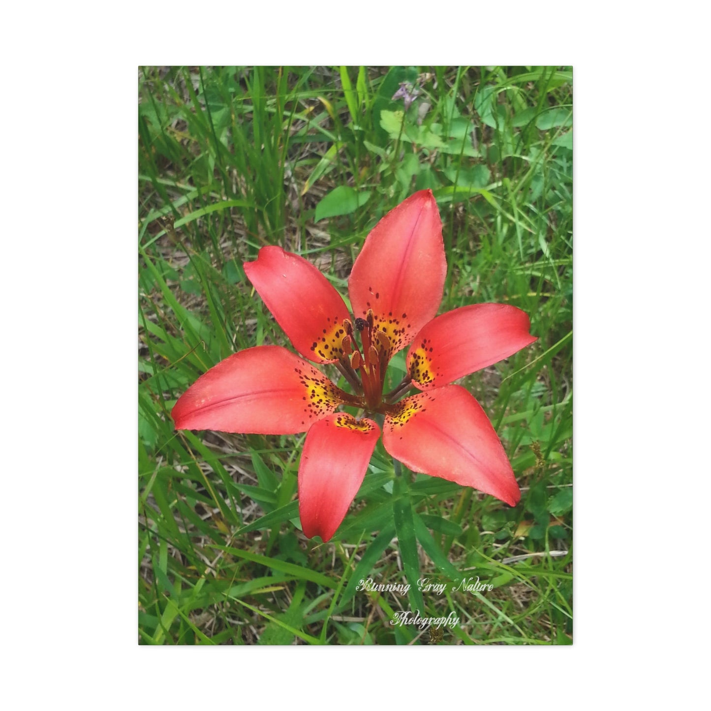 Red Tiger Lily Matte Canvas, Stretched, 1.25"