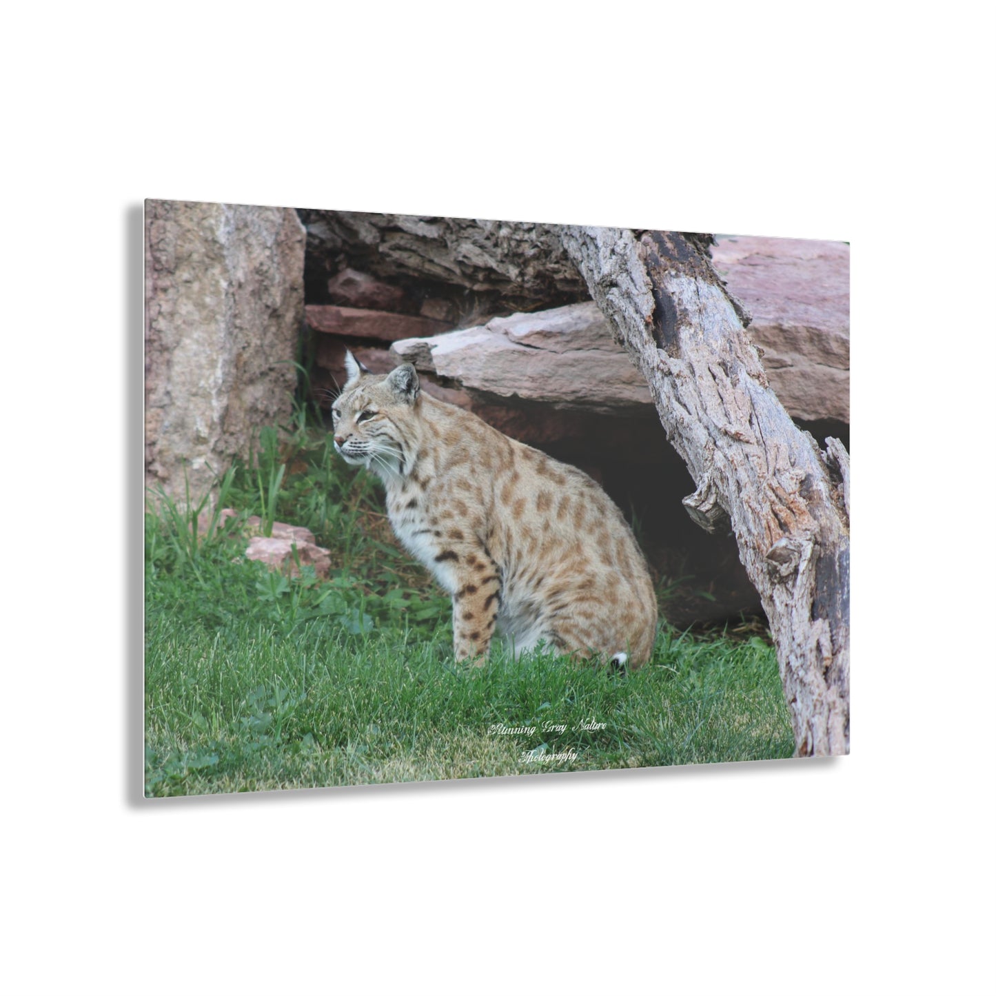 Sitting Bobcat Acrylic Prints