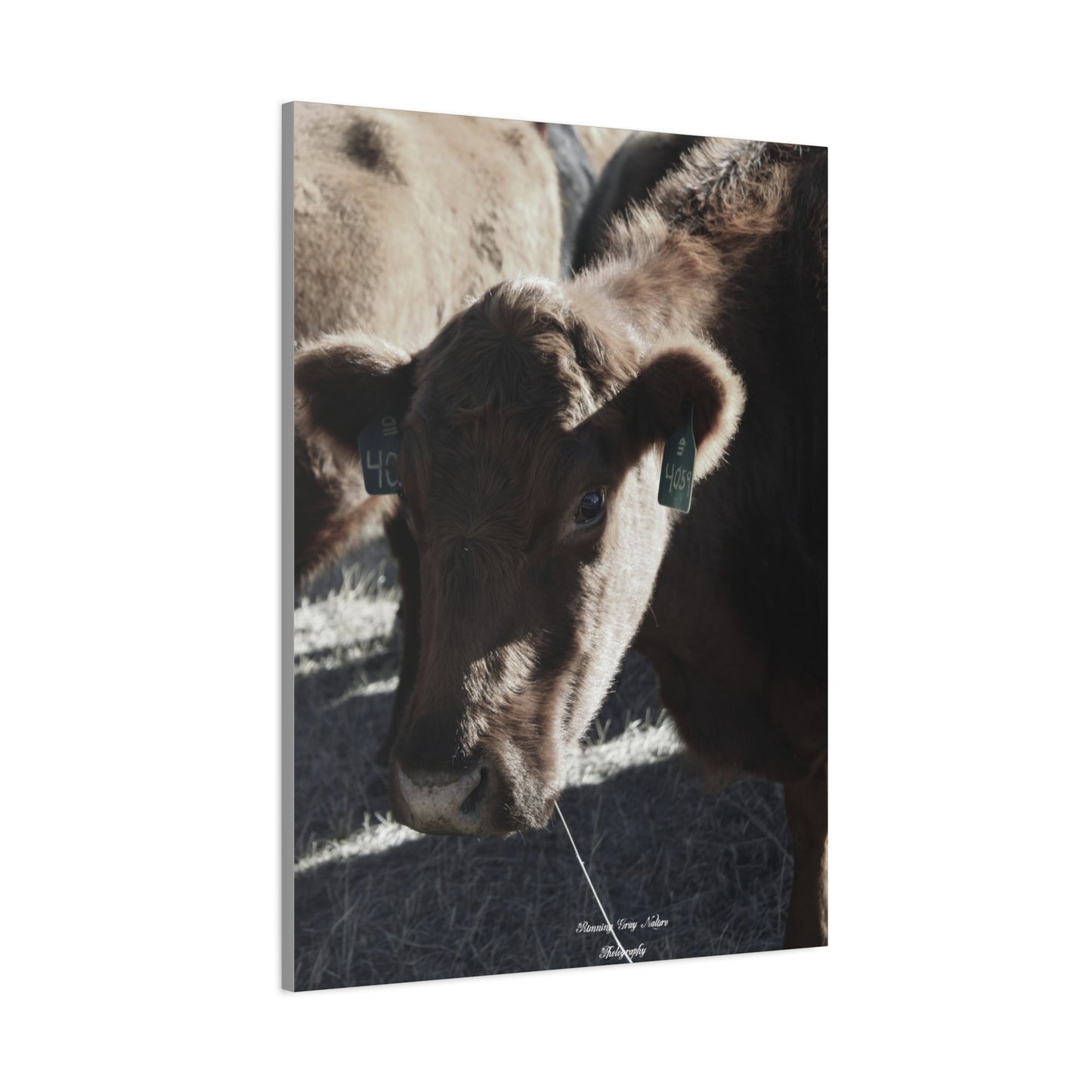 Momma Cow 4059 Matte Canvas, Stretched, 1.25"