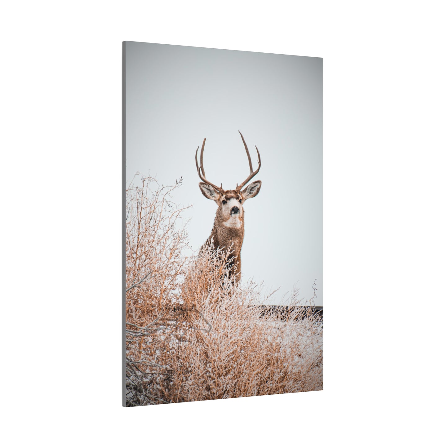Rustic Deer Canvas