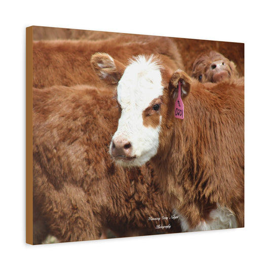 Red, White-Faced Calf Matte Canvas, Stretched, 1.25"