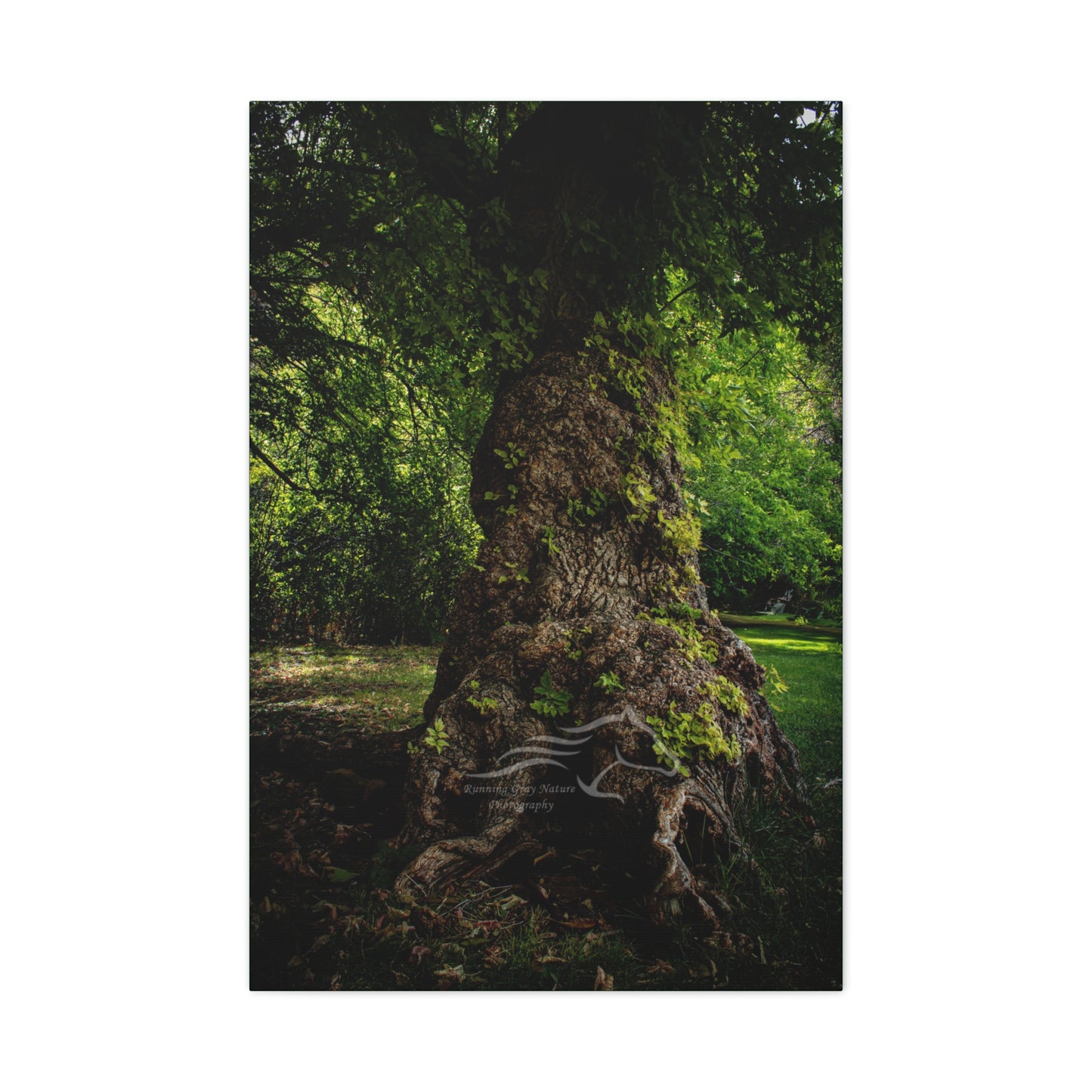 Natural Green Tree Canvas