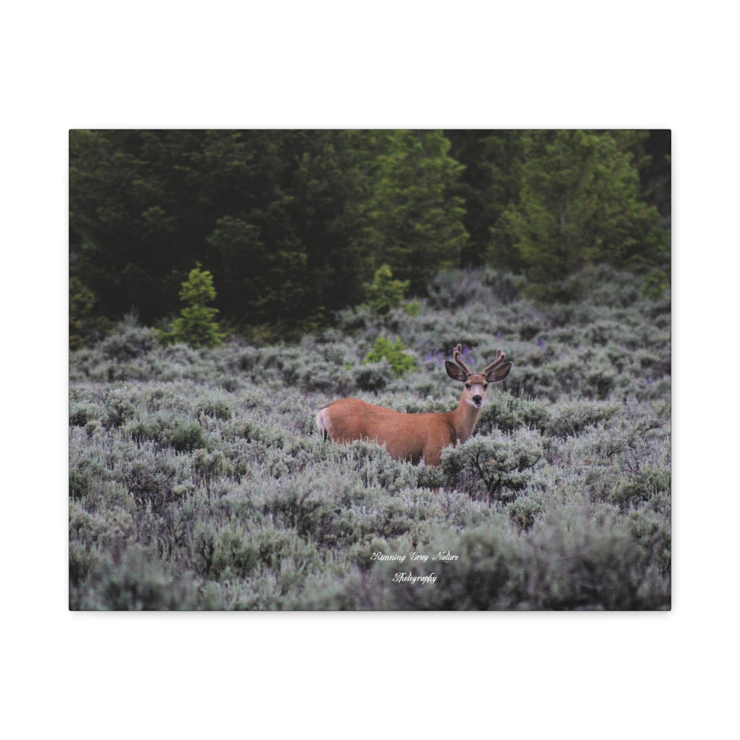 Wyoming Deer Matte Canvas, Stretched, 1.25"