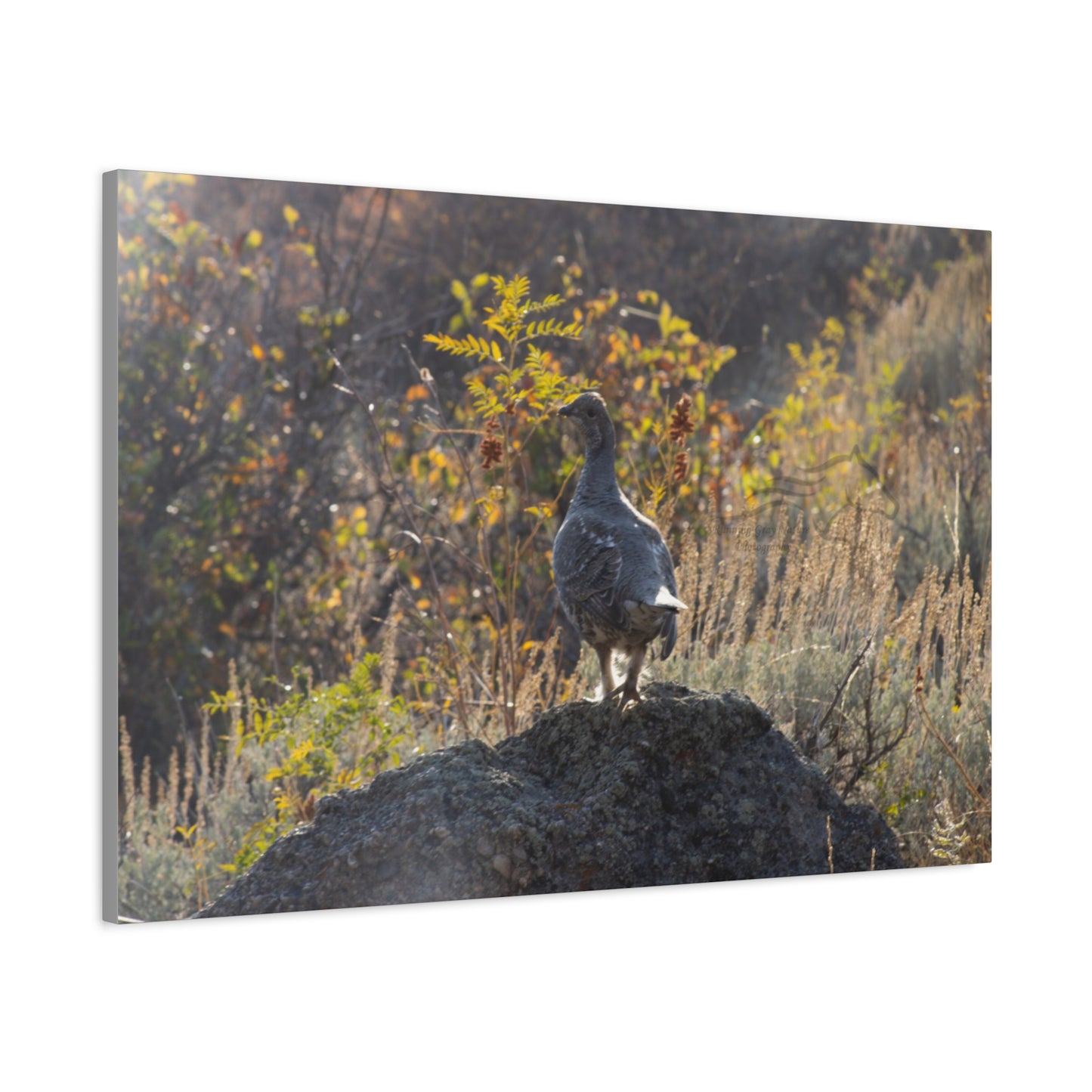 Wyoming Sage Grouse Canvas