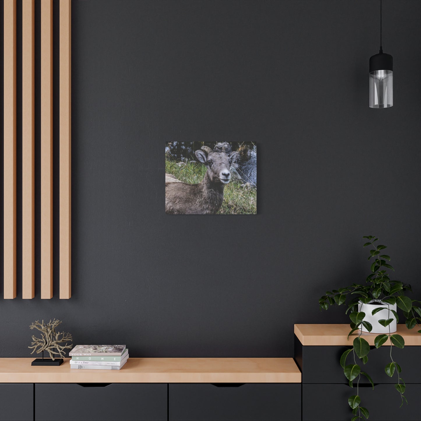 Big Horn Sheep Canvas