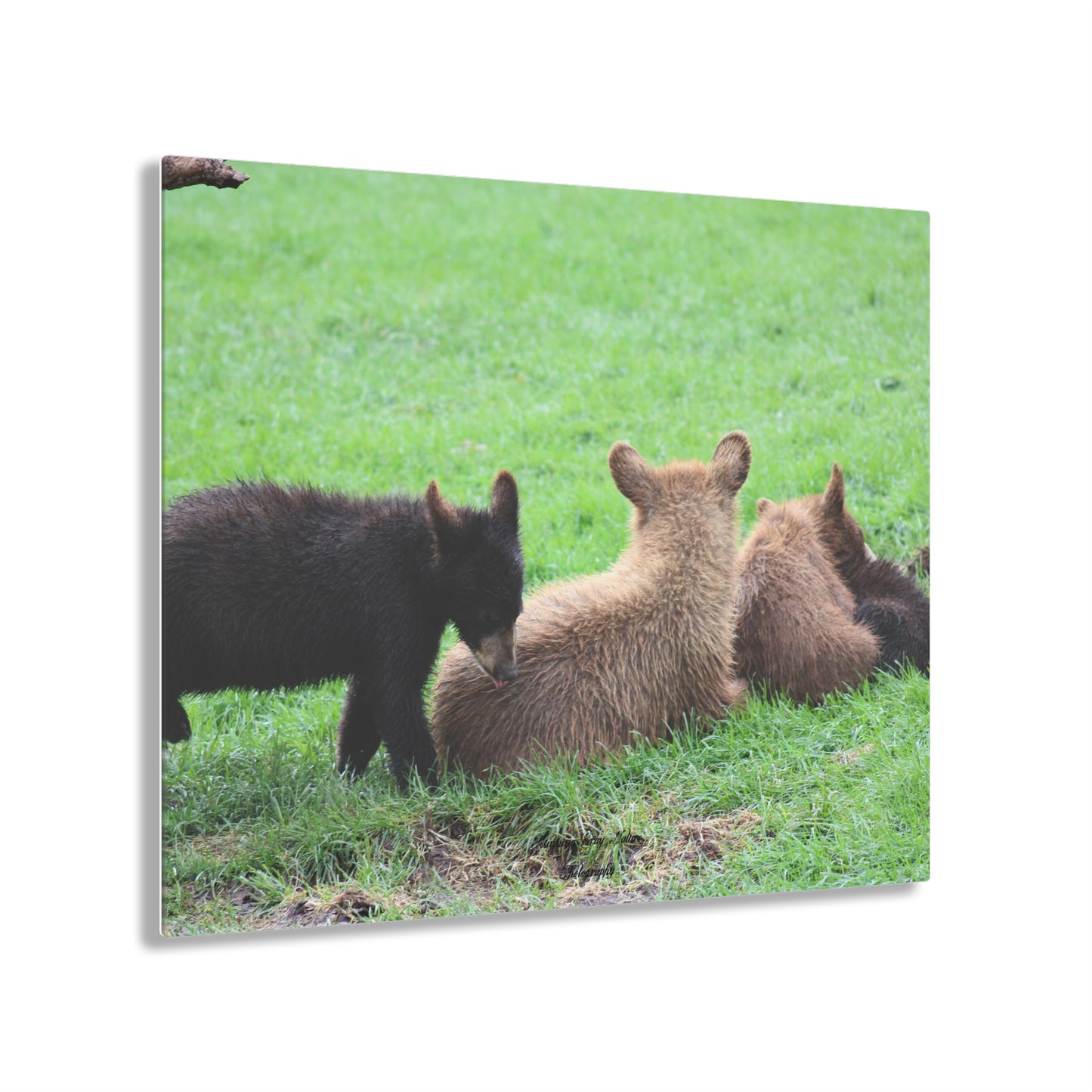 Four Cubs Pile Up Acrylic Prints