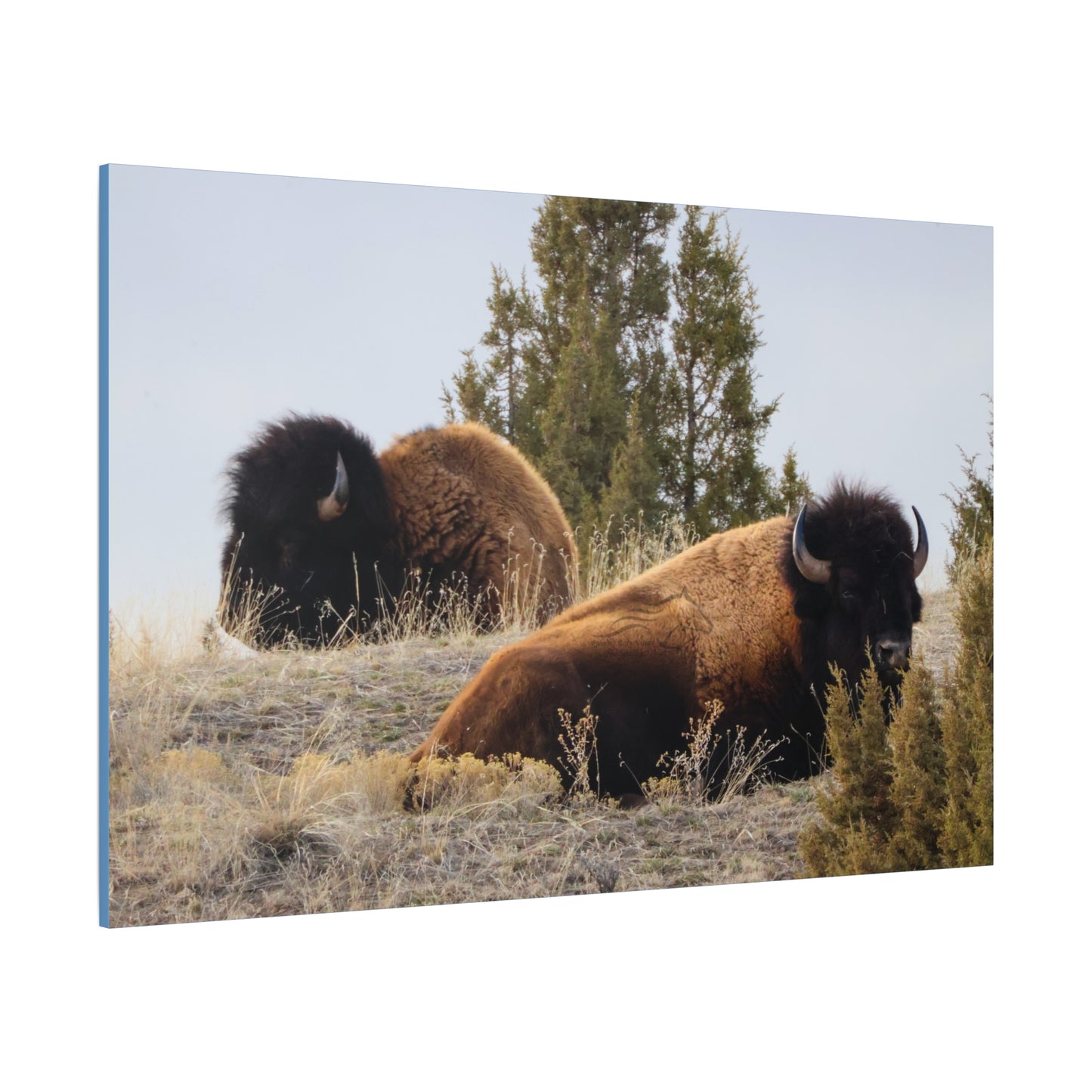 Two Bull Buffalo Canvas