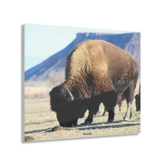 Big Daddy Buffalo Acrylic Prints