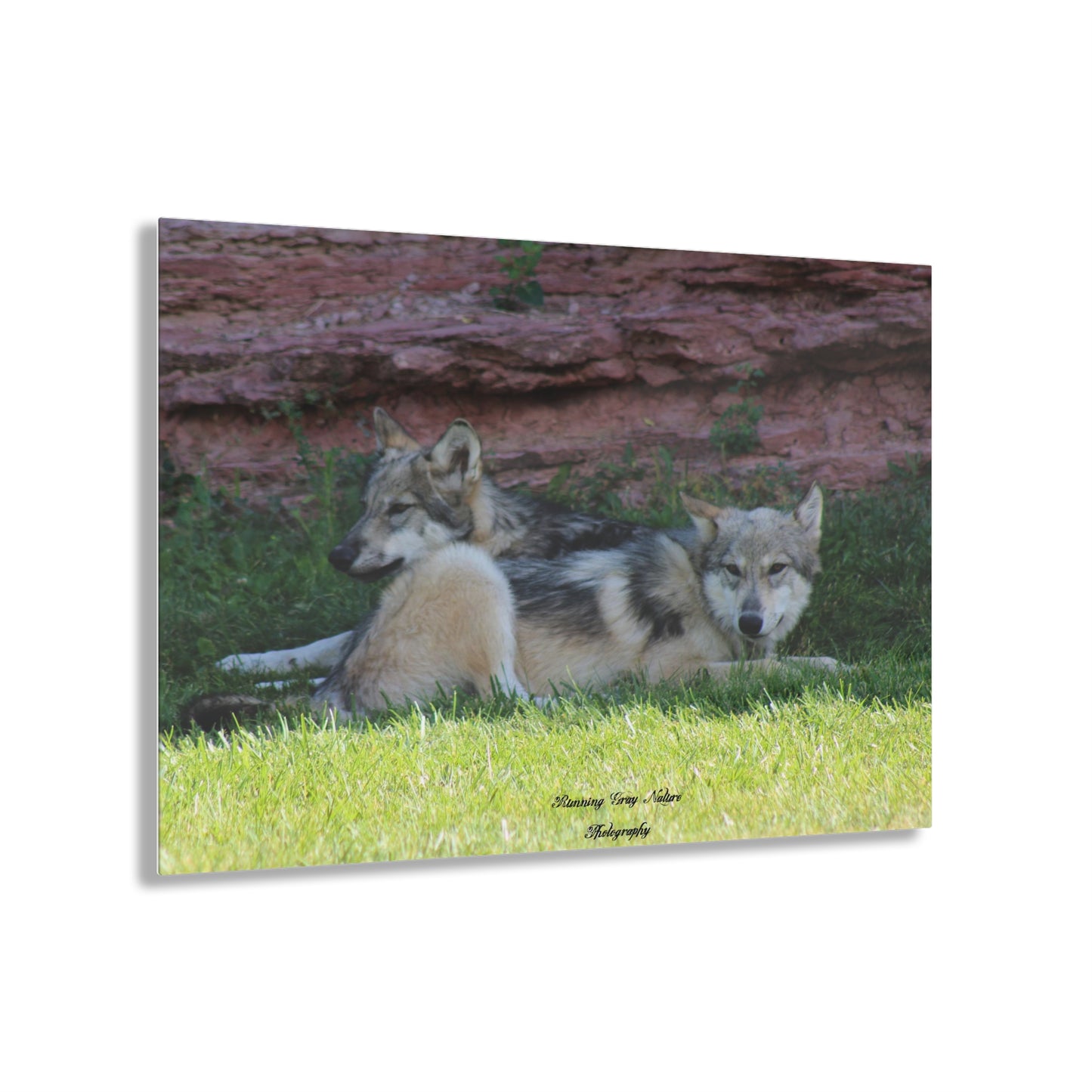 Wolves Acrylic Prints