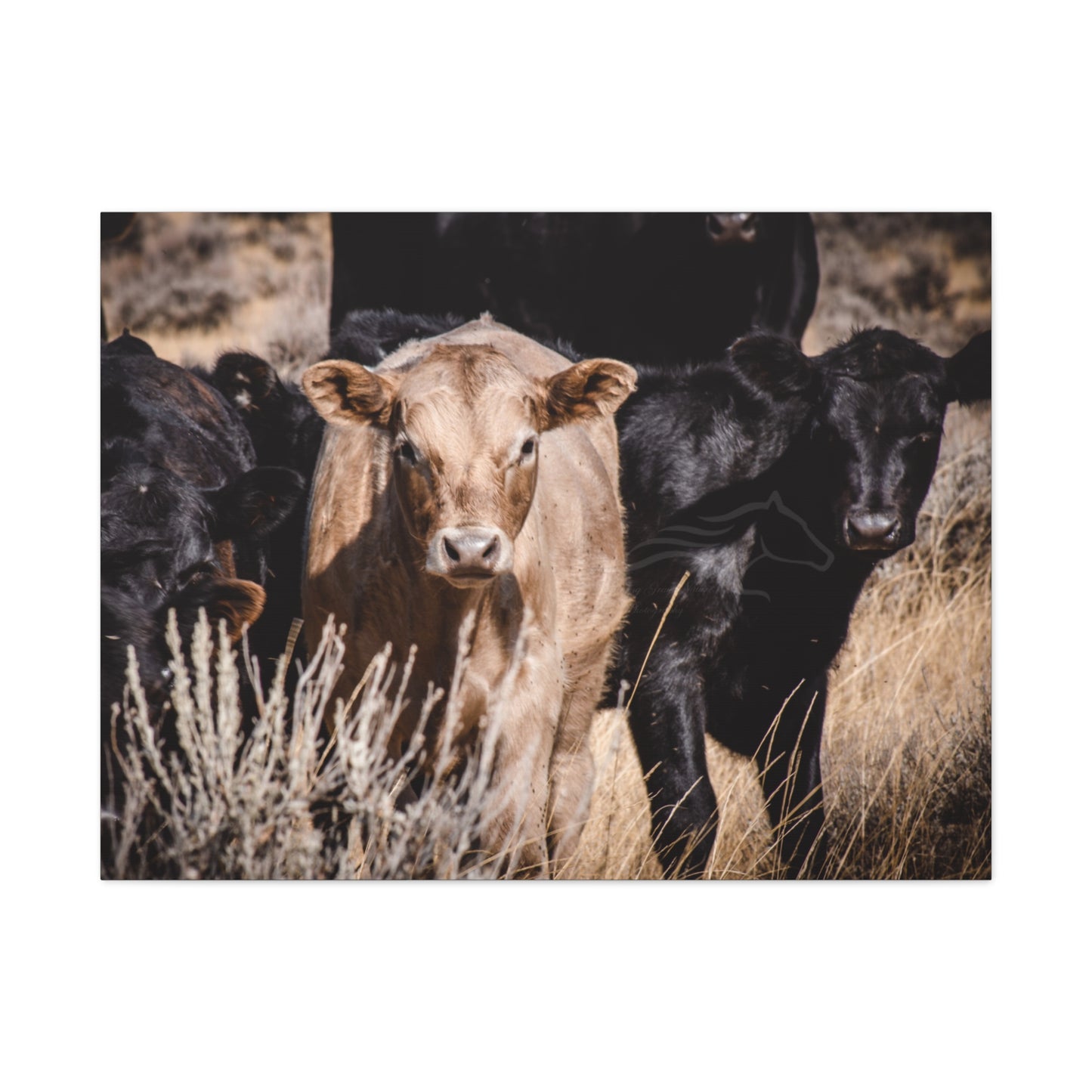 Baby Blonde Calf
