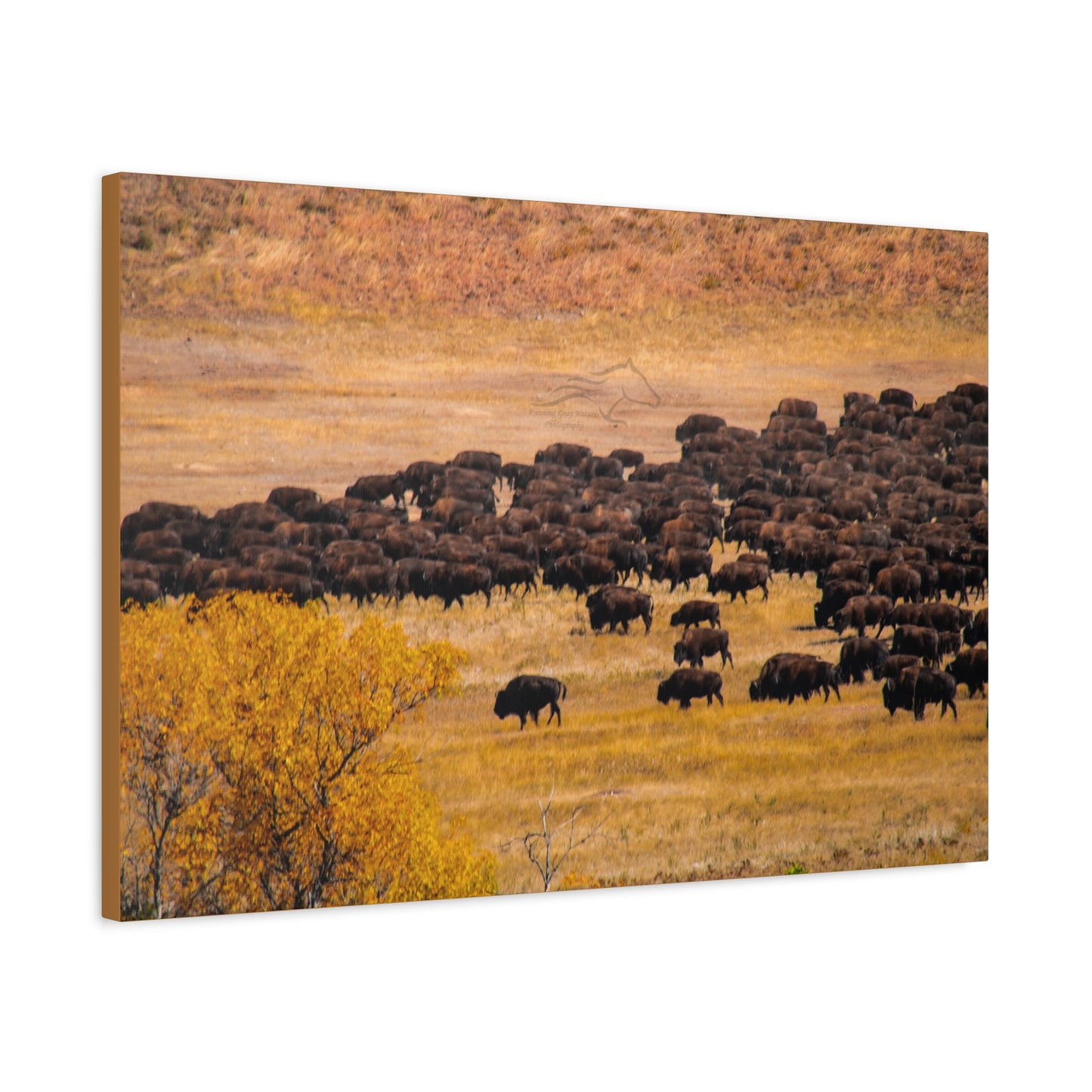 Buffalo all Gathered Canvas