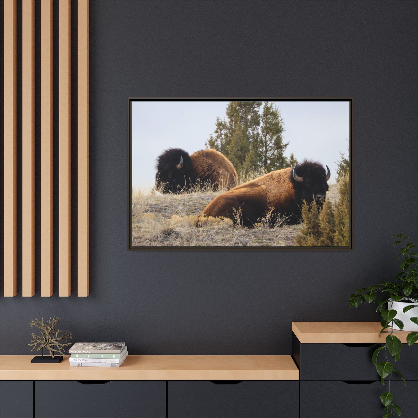 Two Bull Buffalo Framed Canvas