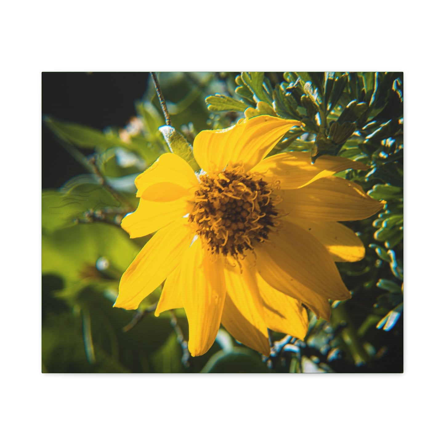 Arrowleaf Balsamroot Canvas