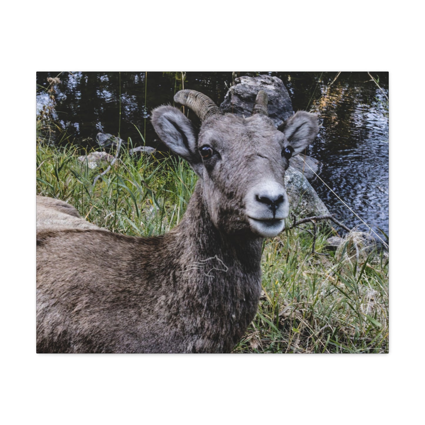 Big Horn Sheep Canvas