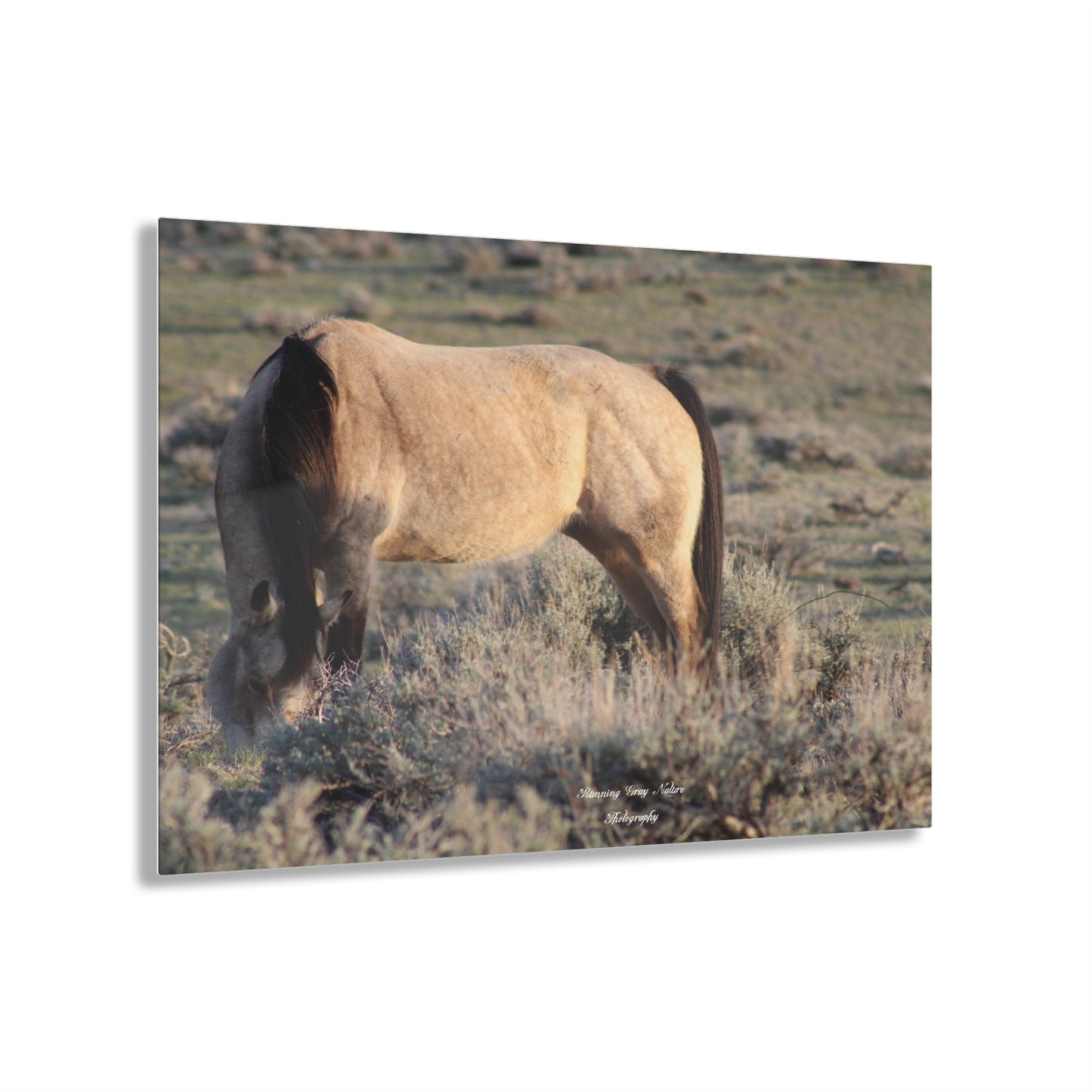 Buckskin Acrylic Prints