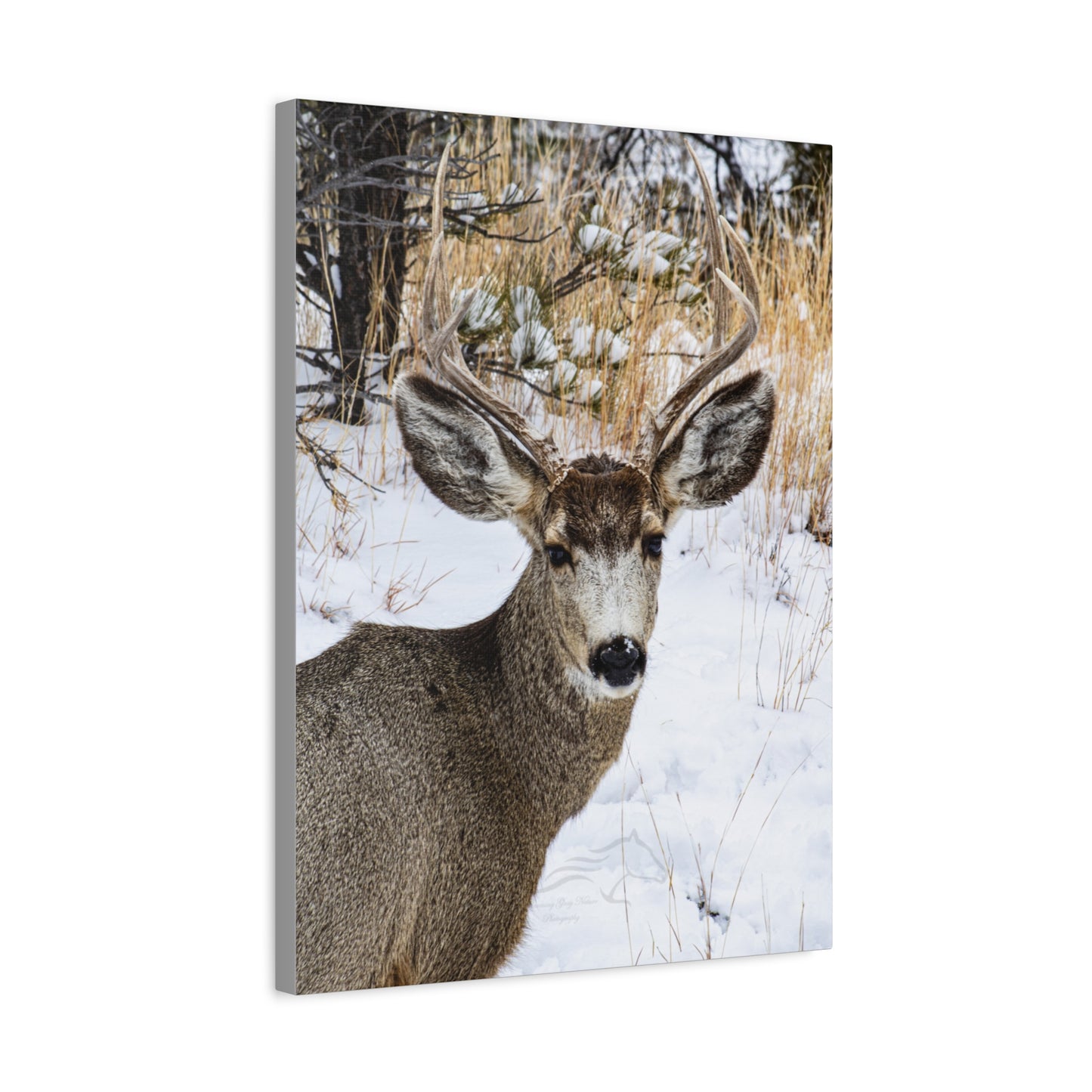 Deer Antlers in February Canvas