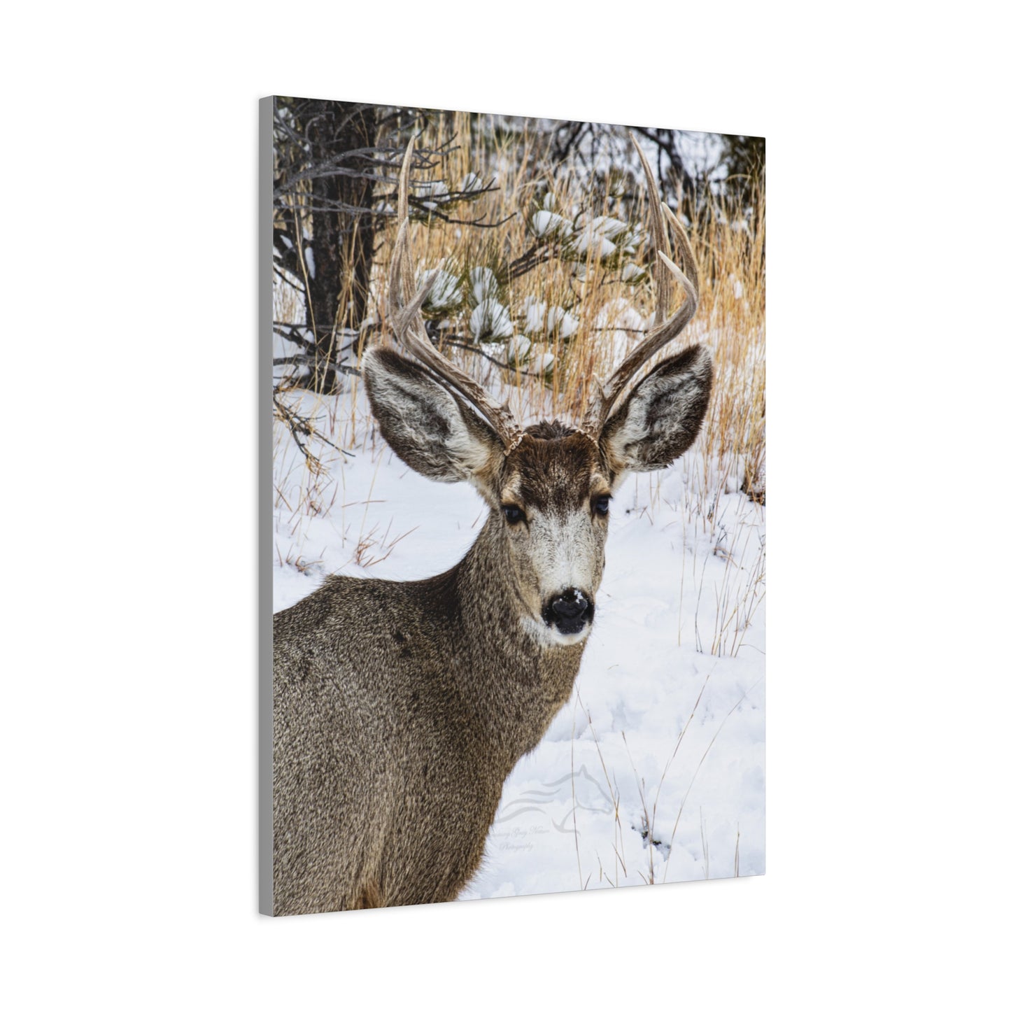 Deer Antlers in February Canvas