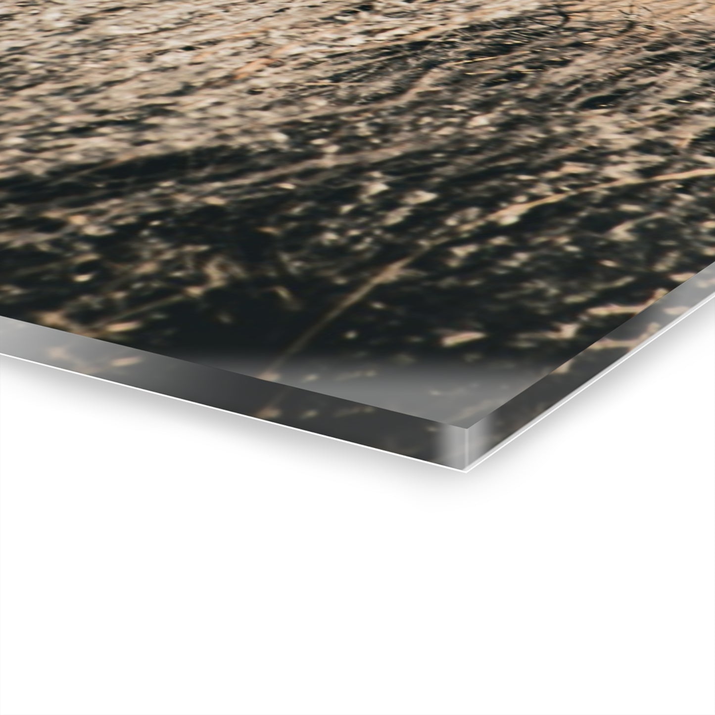 Black Angus Momma Acrylic