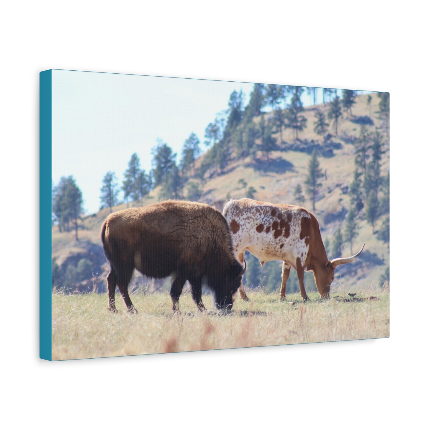 Long Horn and Buffalo Canvas