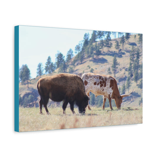 Long Horn and Buffalo Canvas