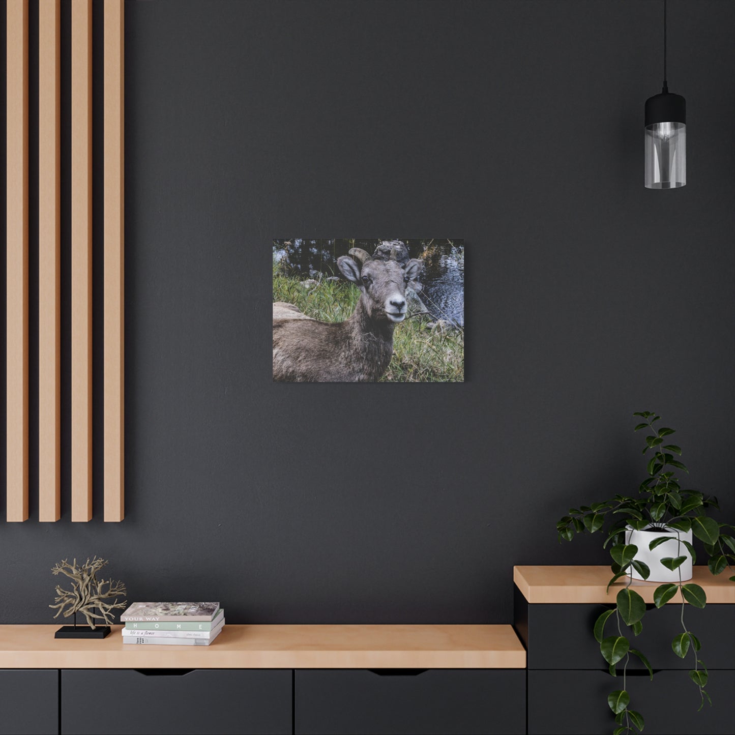 Big Horn Sheep Canvas