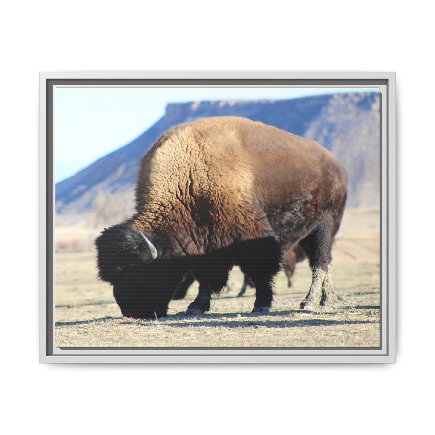 Big Daddy Buffalo Framed Canvas