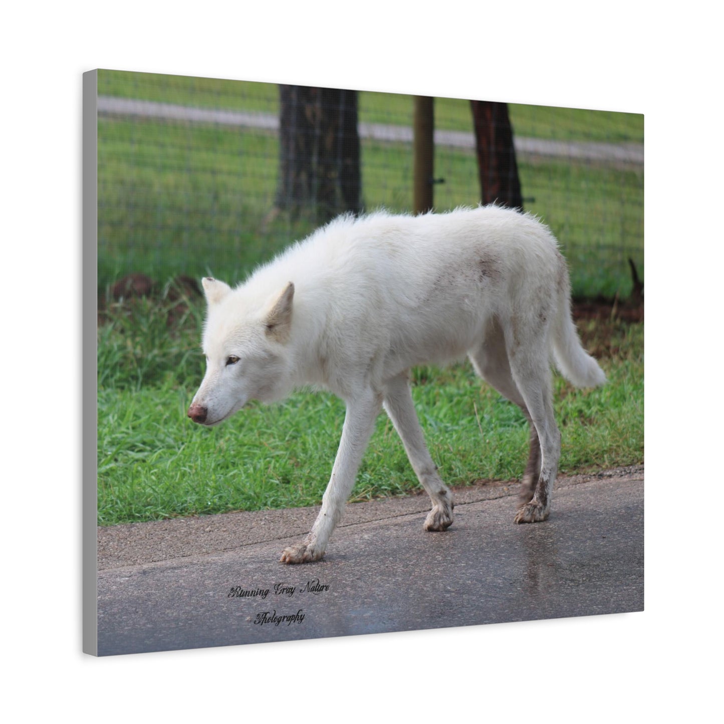 White Wolf Matte Canvas, Stretched, 1.25"