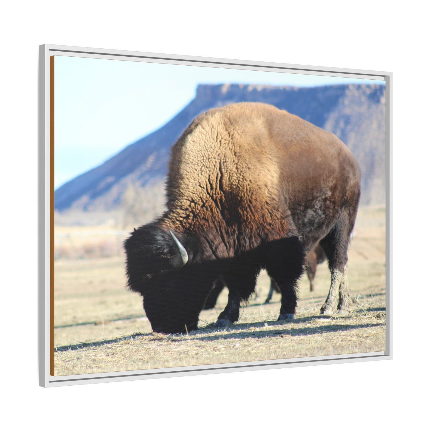 Big Daddy Buffalo Framed Canvas