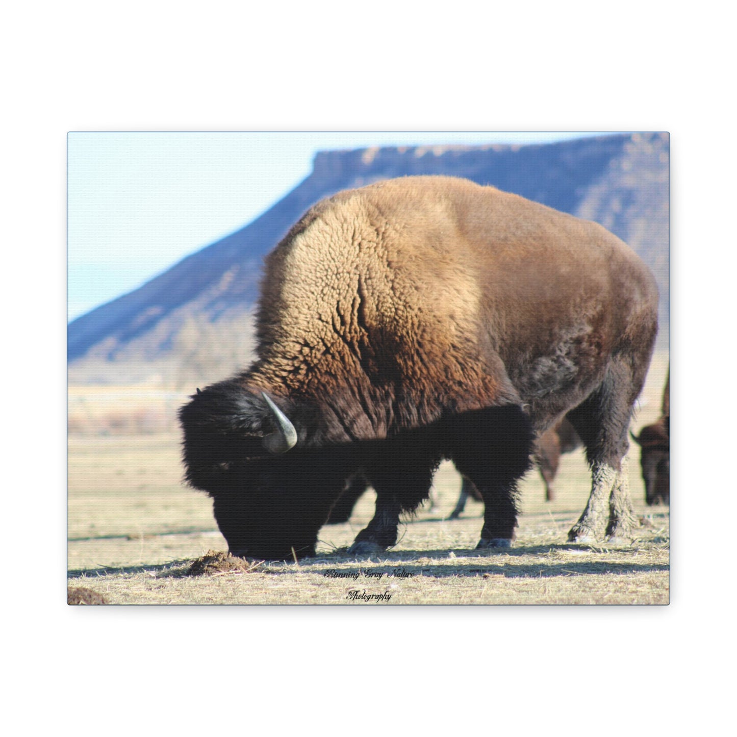 Big Daddy Buffalo Matte Canvas, Stretched, 1.25"